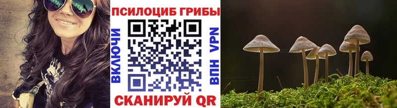 Купить закладки  Ивангород  Псилоцибиновые грибы мицелий 